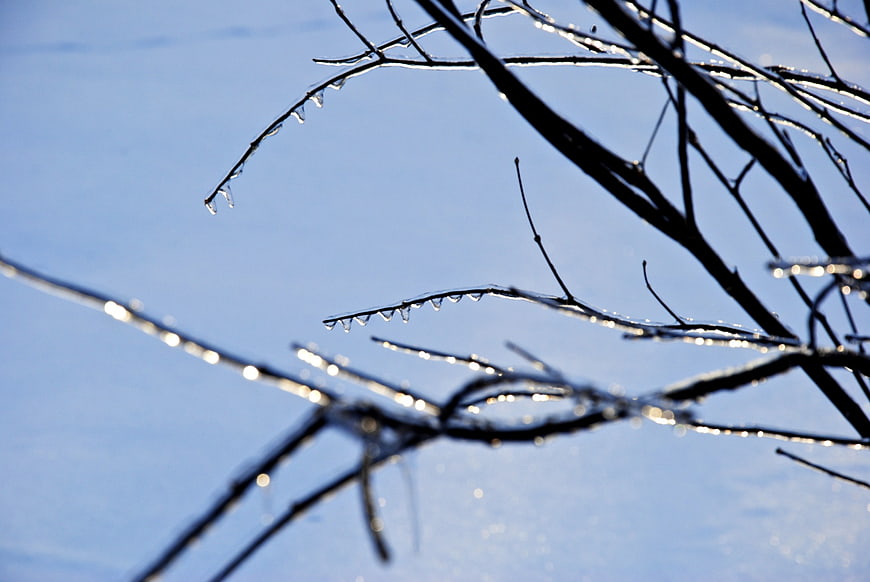 Icy tree branches against a clear blue winter sky