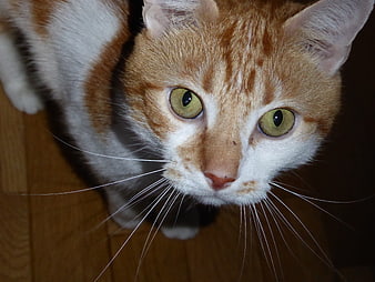 Close-up of Orange and White Tabby Cat Looking Up