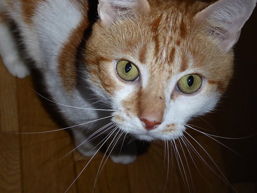 Close-up of Orange and White Tabby Cat Looking Up