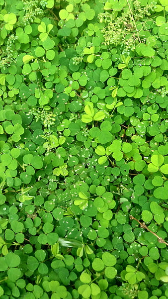 Top View of Green Clover Leaves with Water Droplets