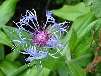 Close-up of a vibrant blue cornflower with purple center