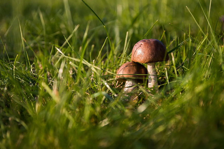 Two Brown Mushrooms Growing in Green Grass