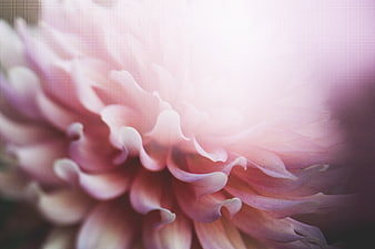 Soft Pink Dahlia Flower Close-Up with Dreamy Light Flare