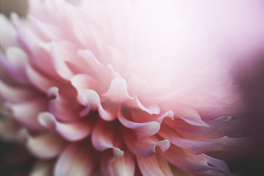 Soft Pink Dahlia Flower Close-Up with Dreamy Light Flare