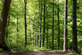 Sunlit deciduous forest trail with vibrant green leaves