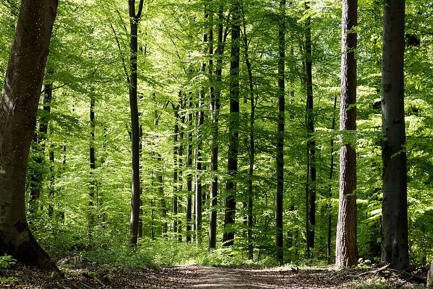 Sunlit deciduous forest trail with vibrant green leaves