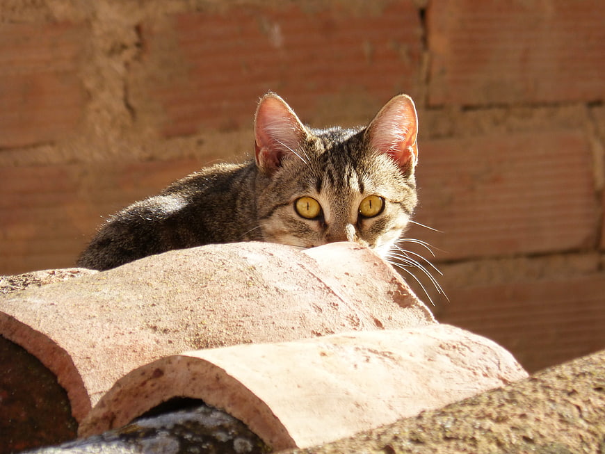 Curious Tabby Cat Peeking Over Terracotta Roof Tiles
