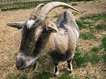 Curious brown goat with large horns standing in a farmyard