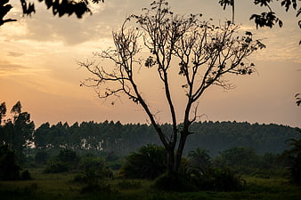 Silhouette of bare tree against golden sunset sky