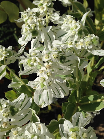 Close-up of white snow-on-the-mountain flowers with green stripes