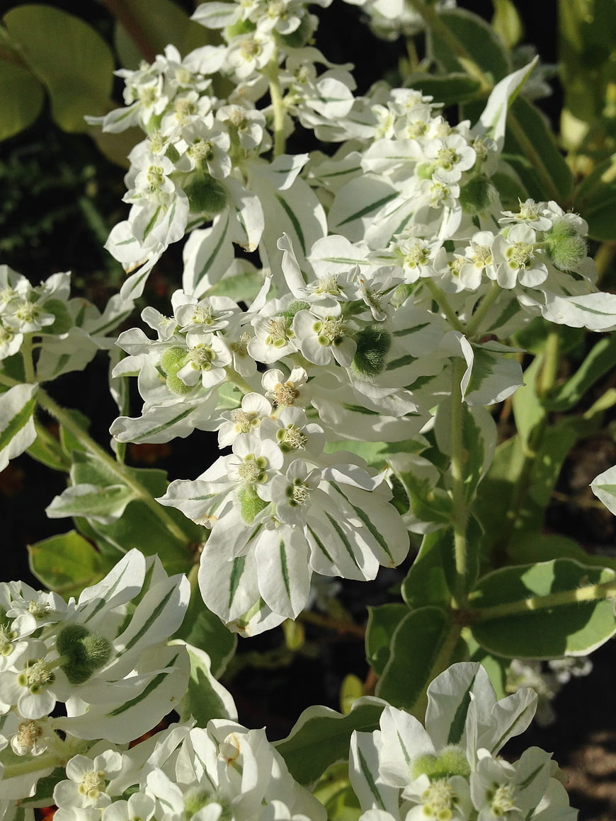 Close-up of white snow-on-the-mountain flowers with green stripes
