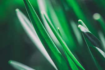 Close-up of vibrant green grass blades with shallow depth of field
