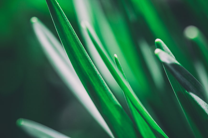 Close-up of vibrant green grass blades with shallow depth of field