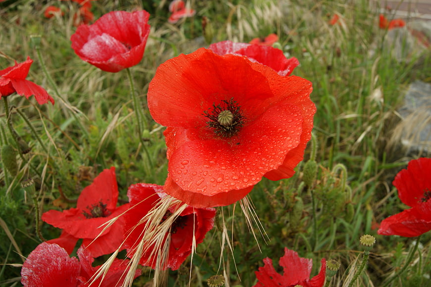 Vibrant red poppy flowers with raindrops in a meadow