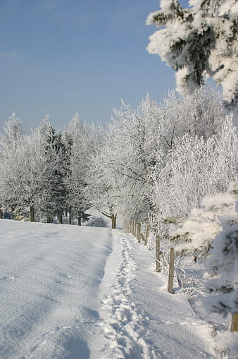 Snowy Winter Path Through Frosty Forest