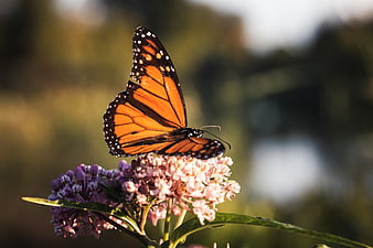 Monarch Butterfly on Milkweed Flower in Sunlight