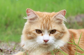 Close-up portrait of a fluffy orange and white cat in grass