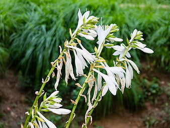 White Hosta Flowers Blooming in Garden