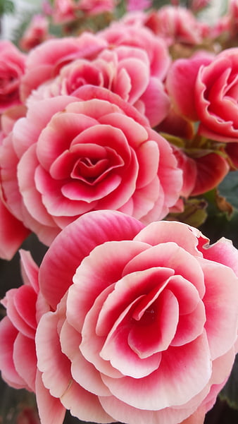 Close-up of vibrant pink blooming flowers