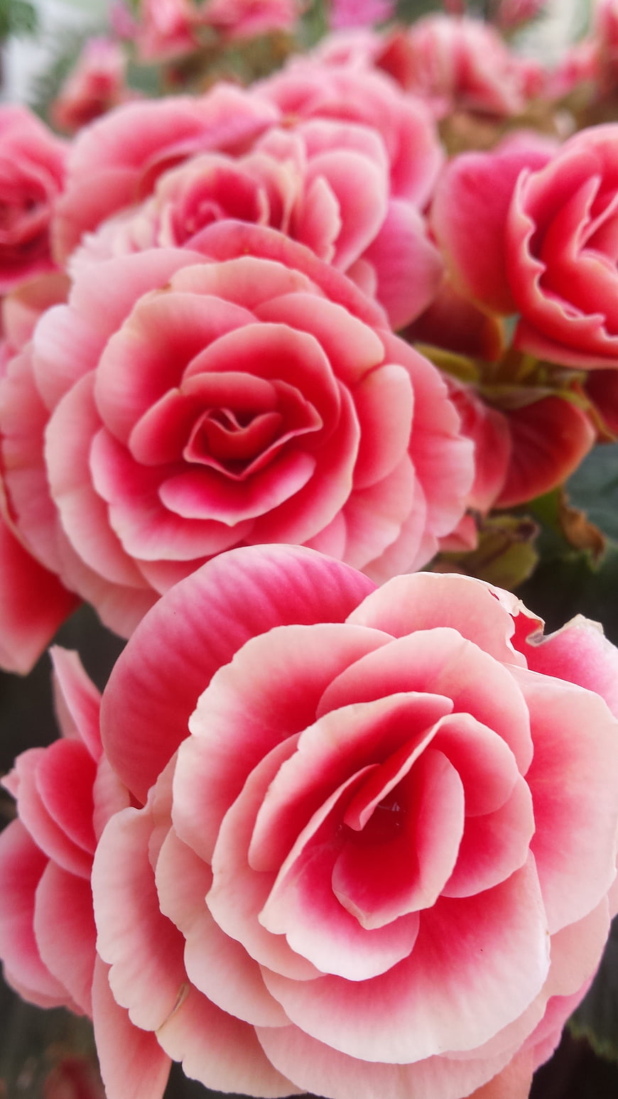 Close-up of vibrant pink blooming flowers