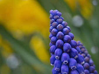 Close-up of purple grape hyacinth flower with yellow bokeh background