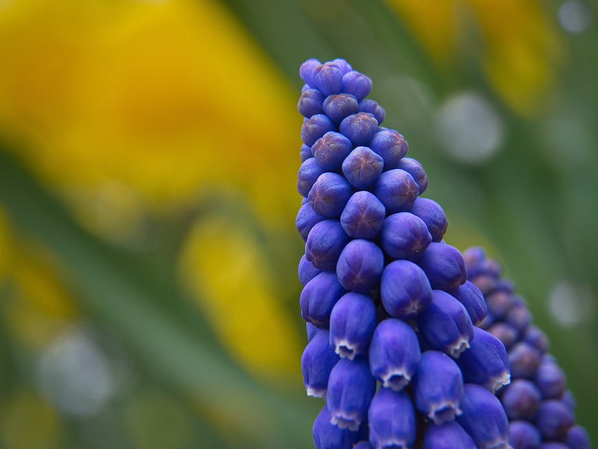Close-up of purple grape hyacinth flower with yellow bokeh background
