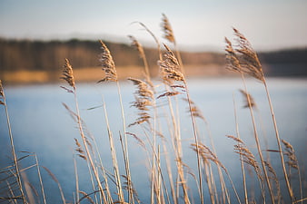 Golden dried reeds swaying by a calm blue lake