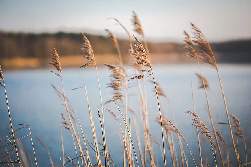 Golden dried reeds swaying by a calm blue lake