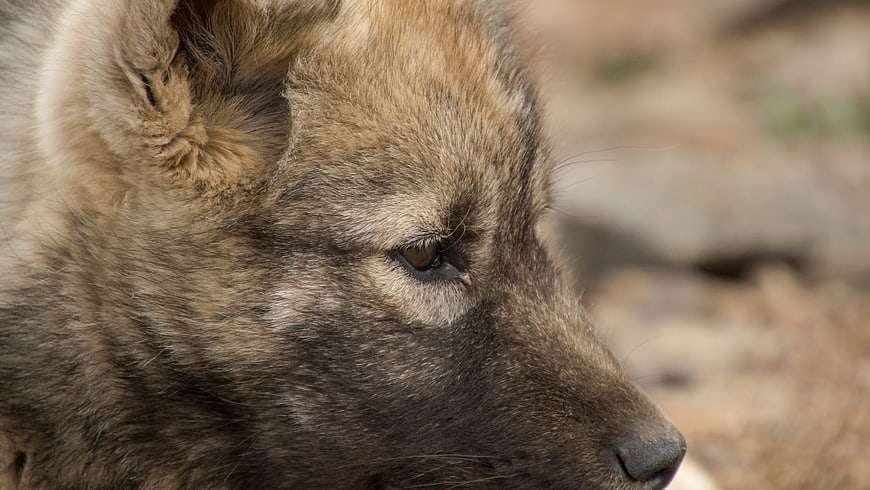 Close-up portrait of a Greenland dog puppy in profile