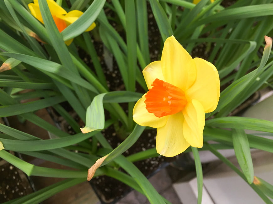Close-up of Yellow Daffodil with Orange Center in Garden
