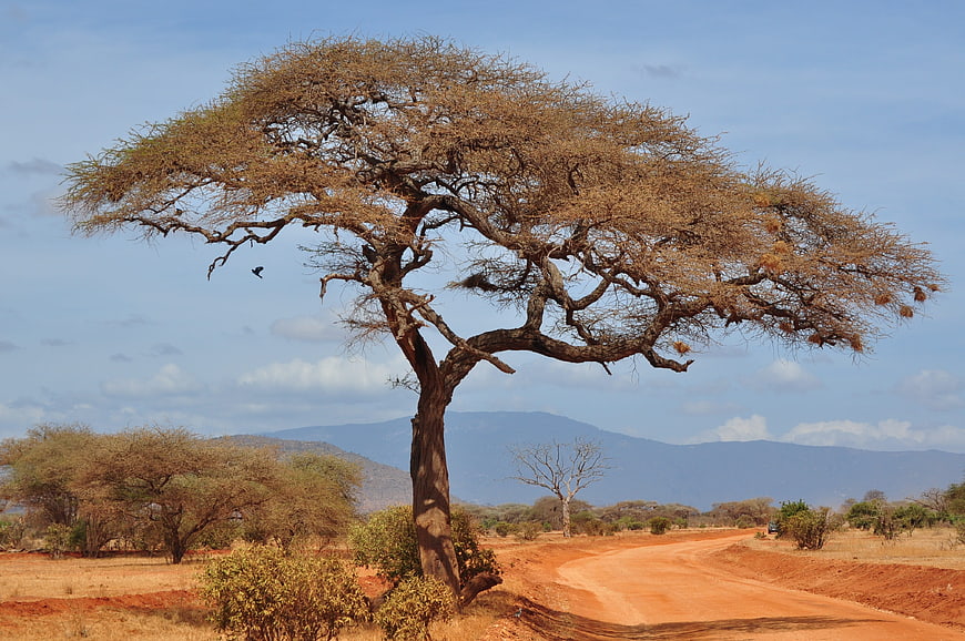 Acacia Tree in African Savanna Landscape with Red Dirt Road