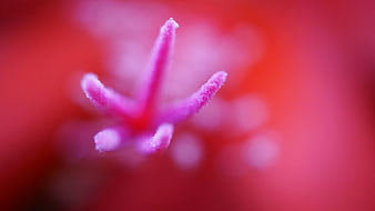 Macro Close-Up of Pink Flower Stamen on Red Background