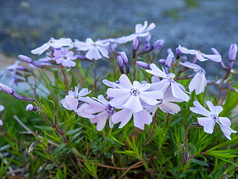 Close-up of delicate pink and purple phlox flowers