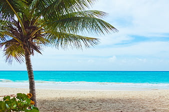 Tropical Beach Landscape With Palm Tree And Turquoise Ocean Water