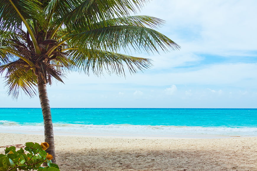 Tropical Beach Landscape With Palm Tree And Turquoise Ocean Water
