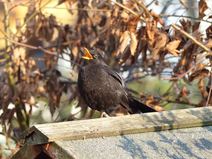 Blackbird Singing on Wooden Roof with Autumn Leaves