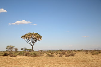 Lone Quiver Tree in Dry African Savanna Landscape