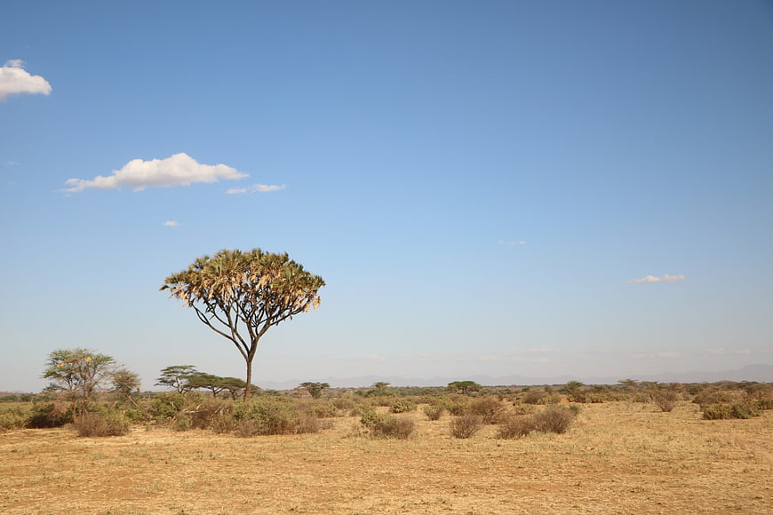 Lone Quiver Tree in Dry African Savanna Landscape