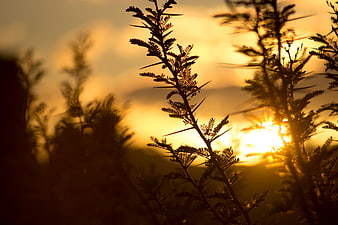 Silhouette of thorny plant branches against golden sunset