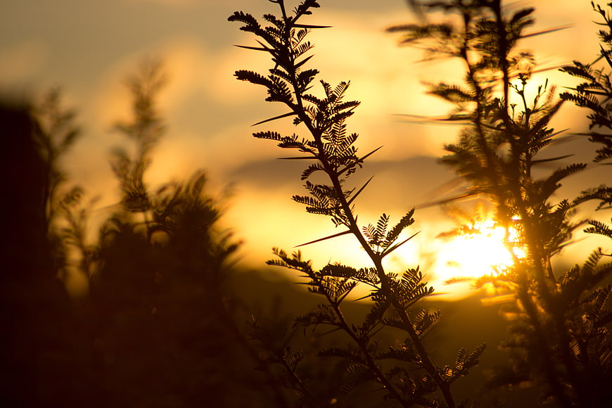 Silhouette of thorny plant branches against golden sunset