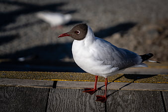 Black-headed Gull Standing on Wooden Deck