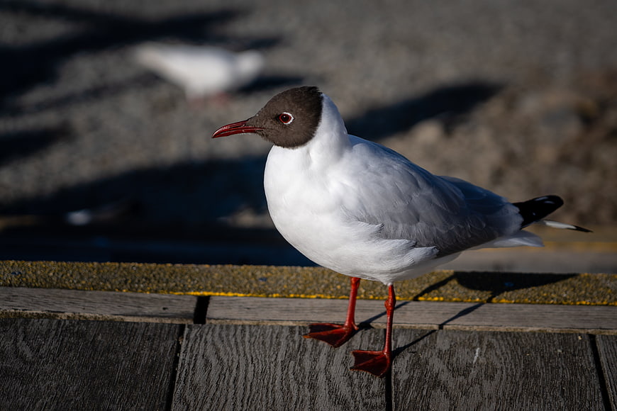 Black-headed Gull Standing on Wooden Deck