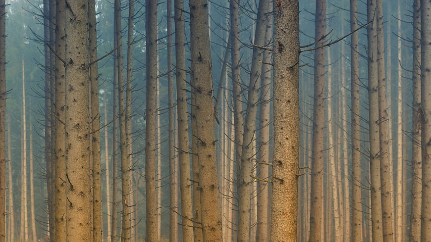 Misty Autumn Coniferous Forest Trunks
