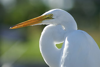 Close-up of Great Egret with Yellow Beak and Eye