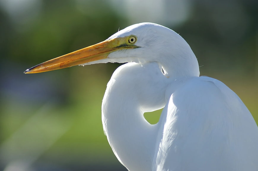 Close-up of Great Egret with Yellow Beak and Eye