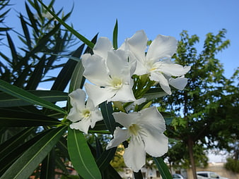 White Oleander Flowers Blooming Against Blue Sky
