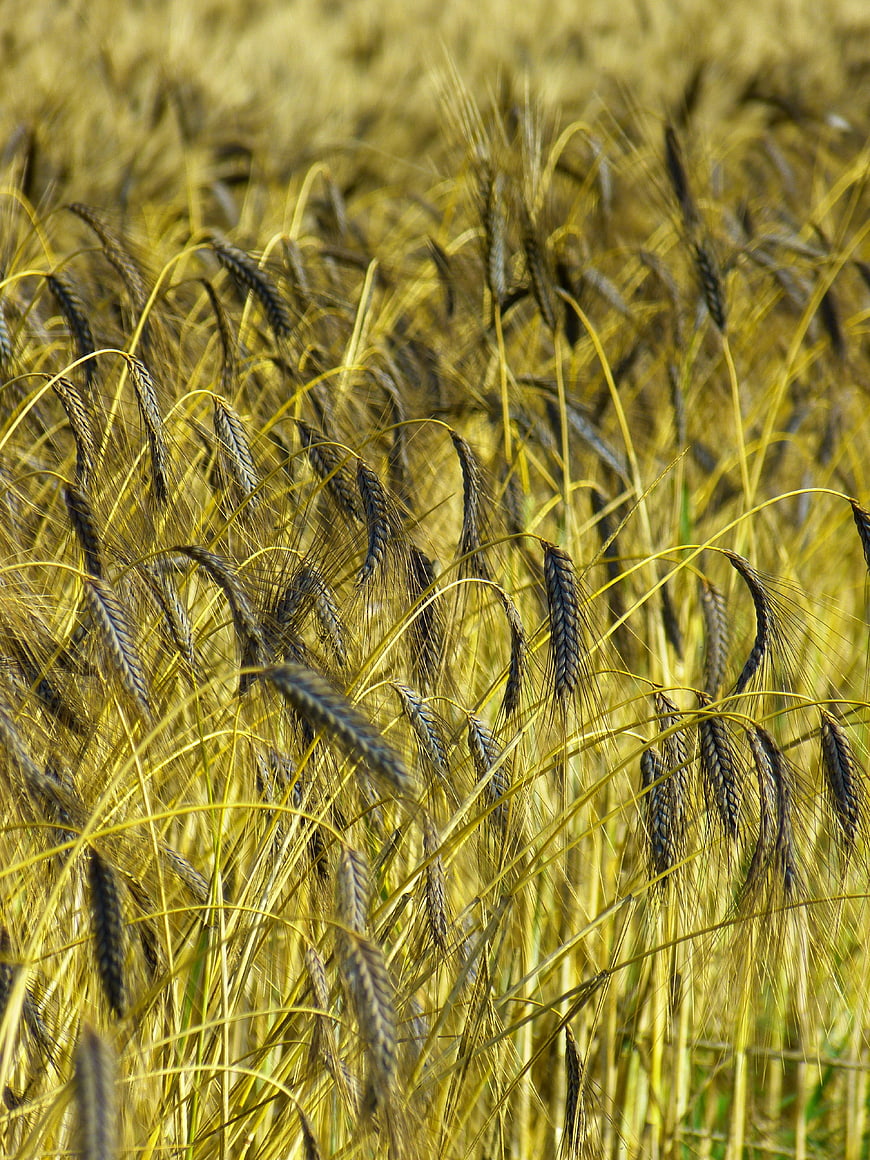 Close-up of golden emmer wheat field in sunlight