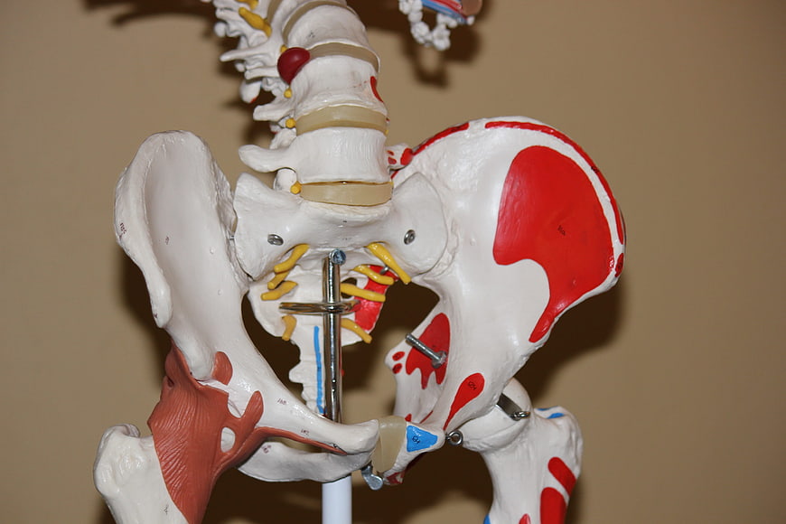 Anatomical Model of Human Pelvis and Hip Joint