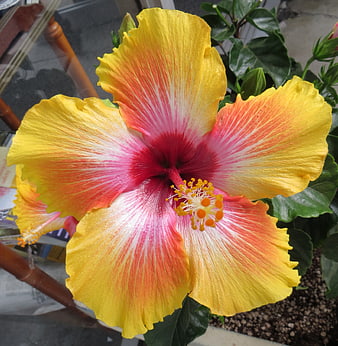 Vibrant yellow and pink hibiscus flower close-up