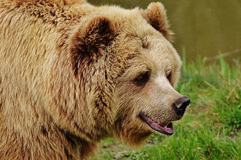 Close-up profile of a brown bear in a natural setting
